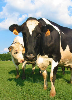 cow